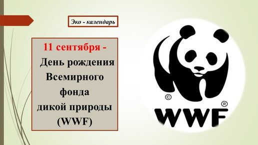 Изображение какого животного и почему является эмблемой всемирного фонда охраны дикой природы wwf