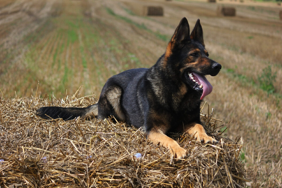 На фото Тесси Штази, племенная сука из питомника Штази.