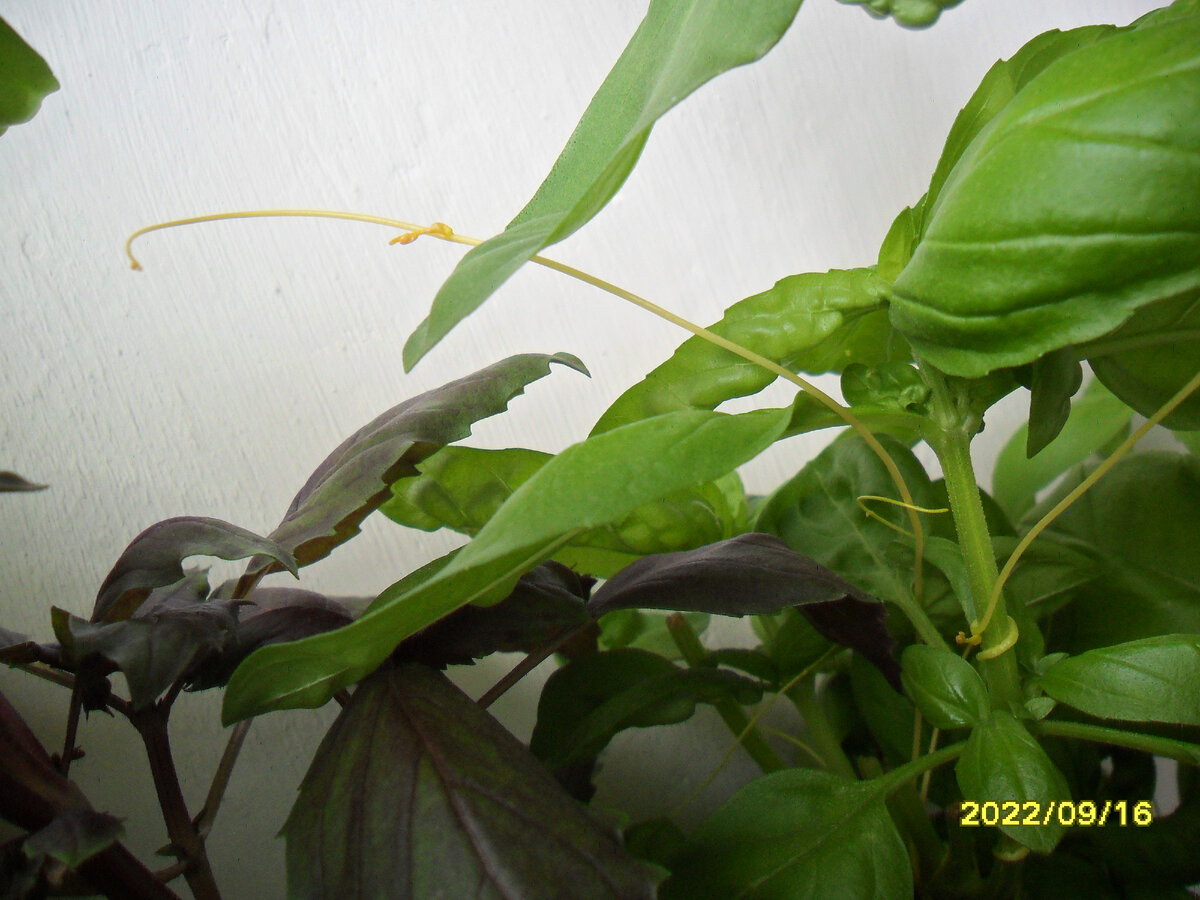 Агрессивные усы ищут свою жертву