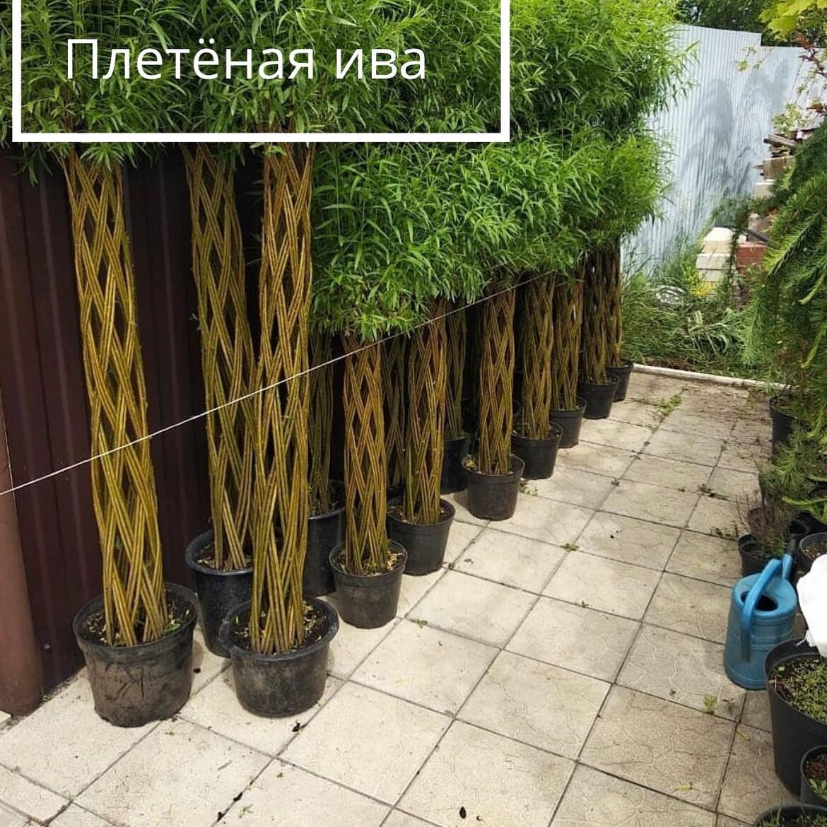 Плетение ивы в горшке пошагово