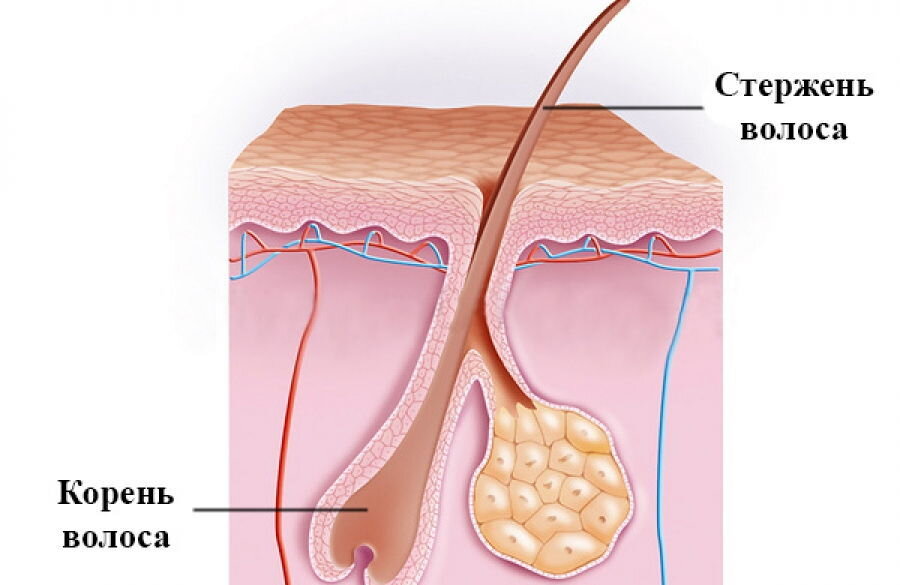 Стержень волос