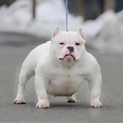 Toadline american hot sale bully