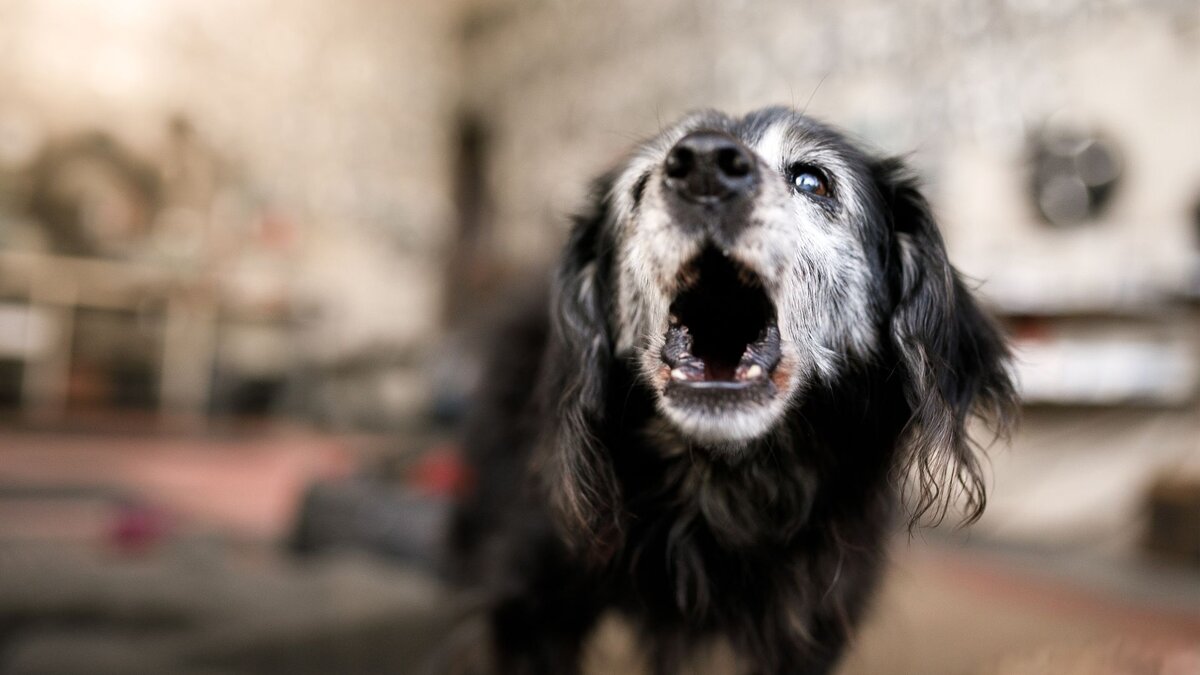 Лай собаки в частном секторе. Собака гавкает в пустоту. Собачка волнуется. Barking Dog. Лает собака Гав