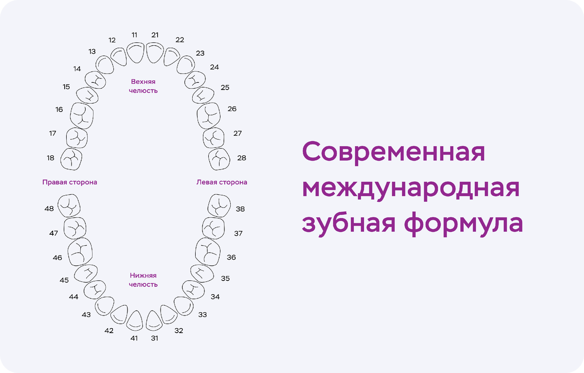 Зубы - сколько зубов у человека? Номера зубов в стоматологии Mednavigator.ru Дзе