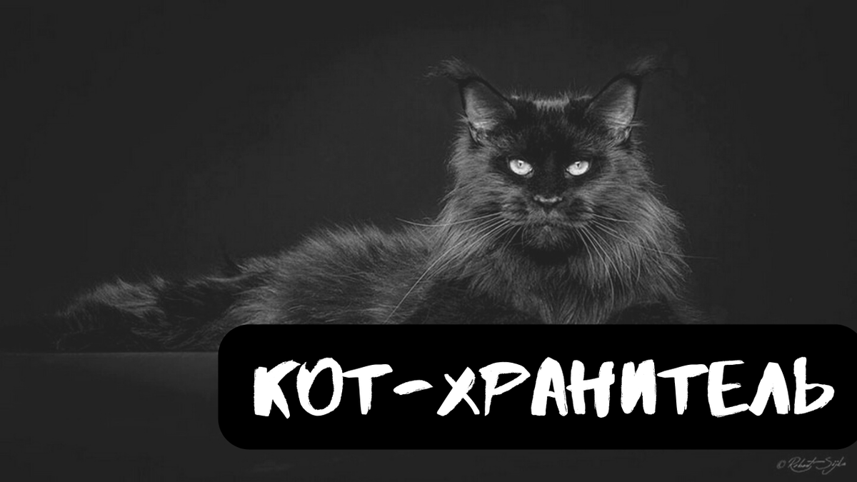 Кот-хранитель | Страшилки от Чеширки | Дзен