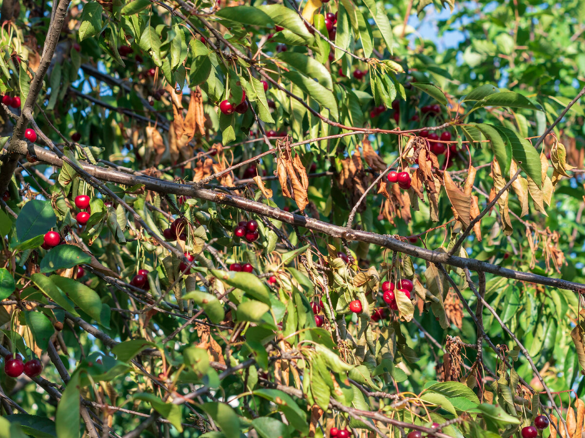 Монилиоз вишни. Фото: shutterstock.com