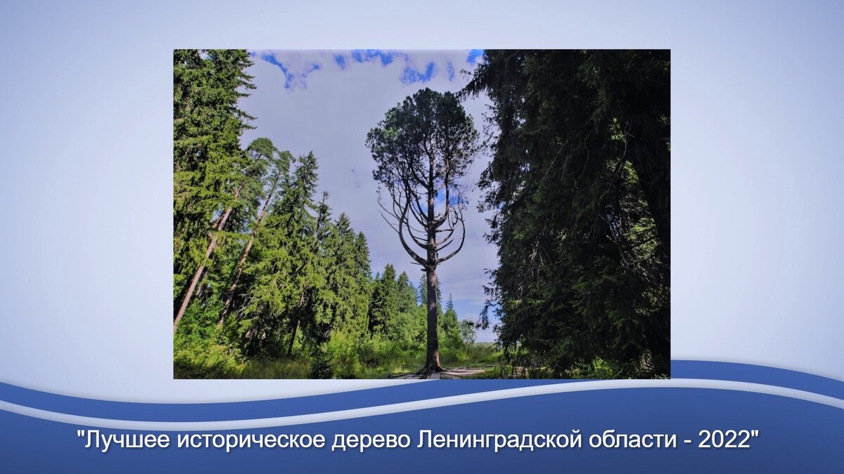   
 Фото: Администрация МО "Выборгский район" Ленобласти