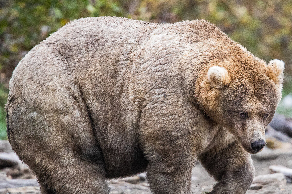     На Аляске началась “Неделя толстого медведя”. Животные в этих краях экстремально толстеют без вмешательства человека