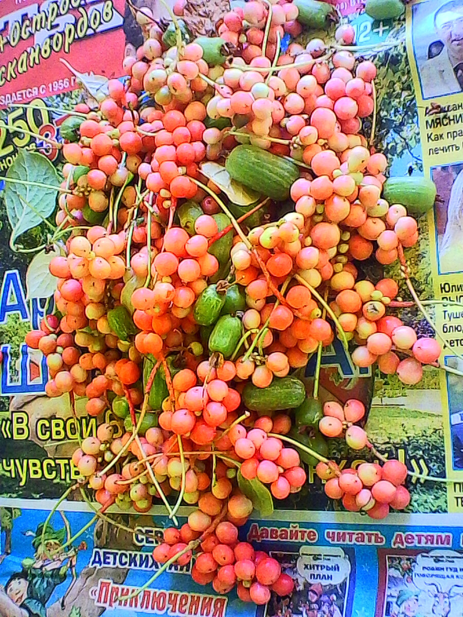 Китайский лимонник и актинидия - лианы на даче (фото автора).