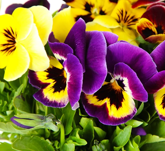 Удивительное явление природы- корень один, а цвет цветка разный)))