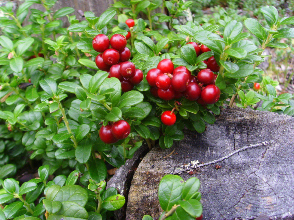 Клюква вечнозеленая. Брусника обыкновенная (Vaccinium Vitis-idaea). Брусника Садовая коралл. Брусника Садовая коралл (Koralle). Брусника обыкновенная Лесная.