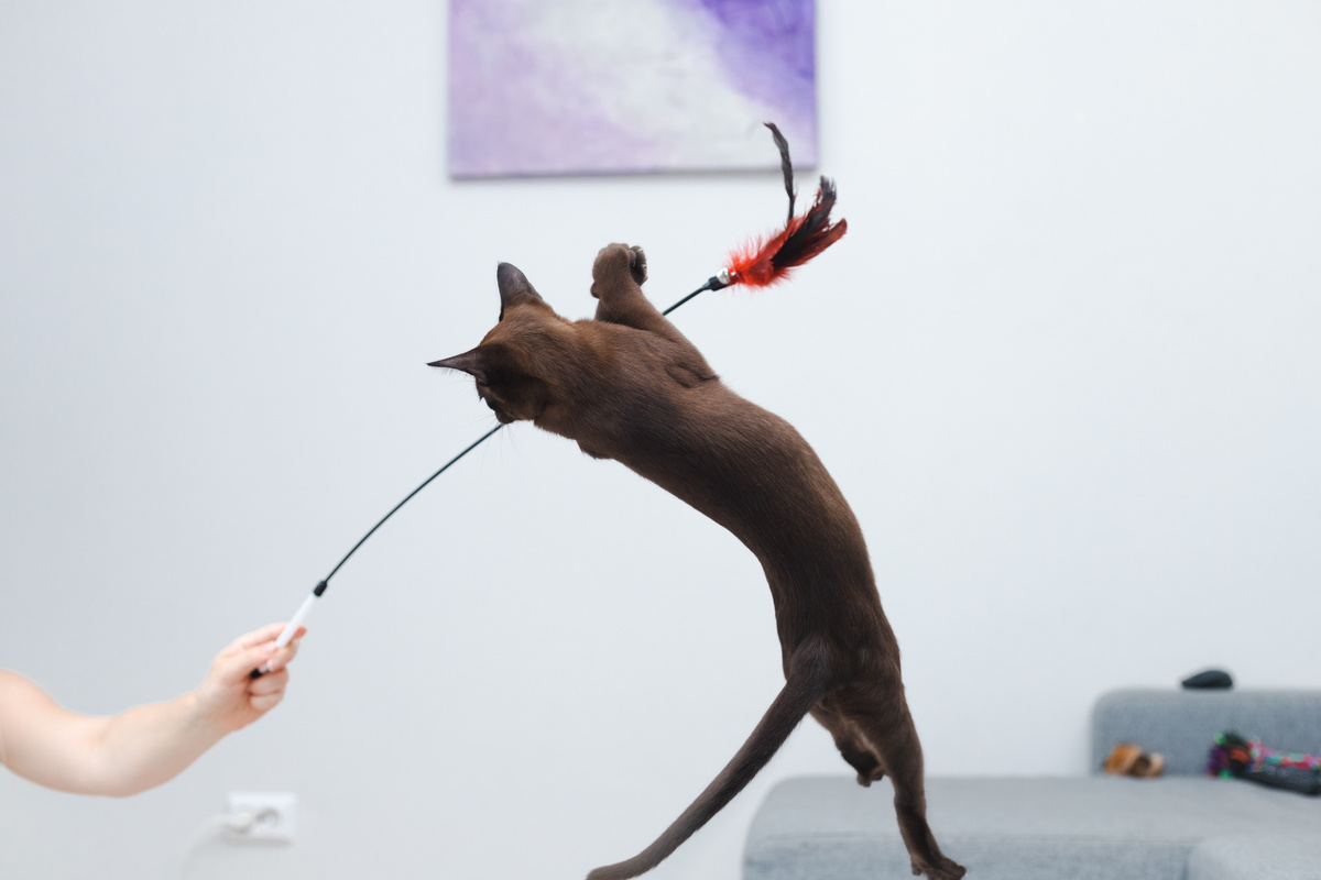 FLORENCE SABLE SHINE. Производительница питомника Peterburms 