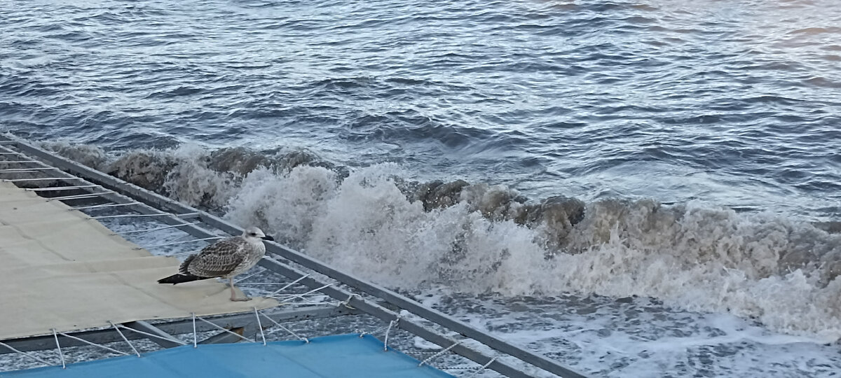 Чайка точно не будет успокаивать море или выяснять, почему начался шторм. Она просто будет охотиться по-другому. 
