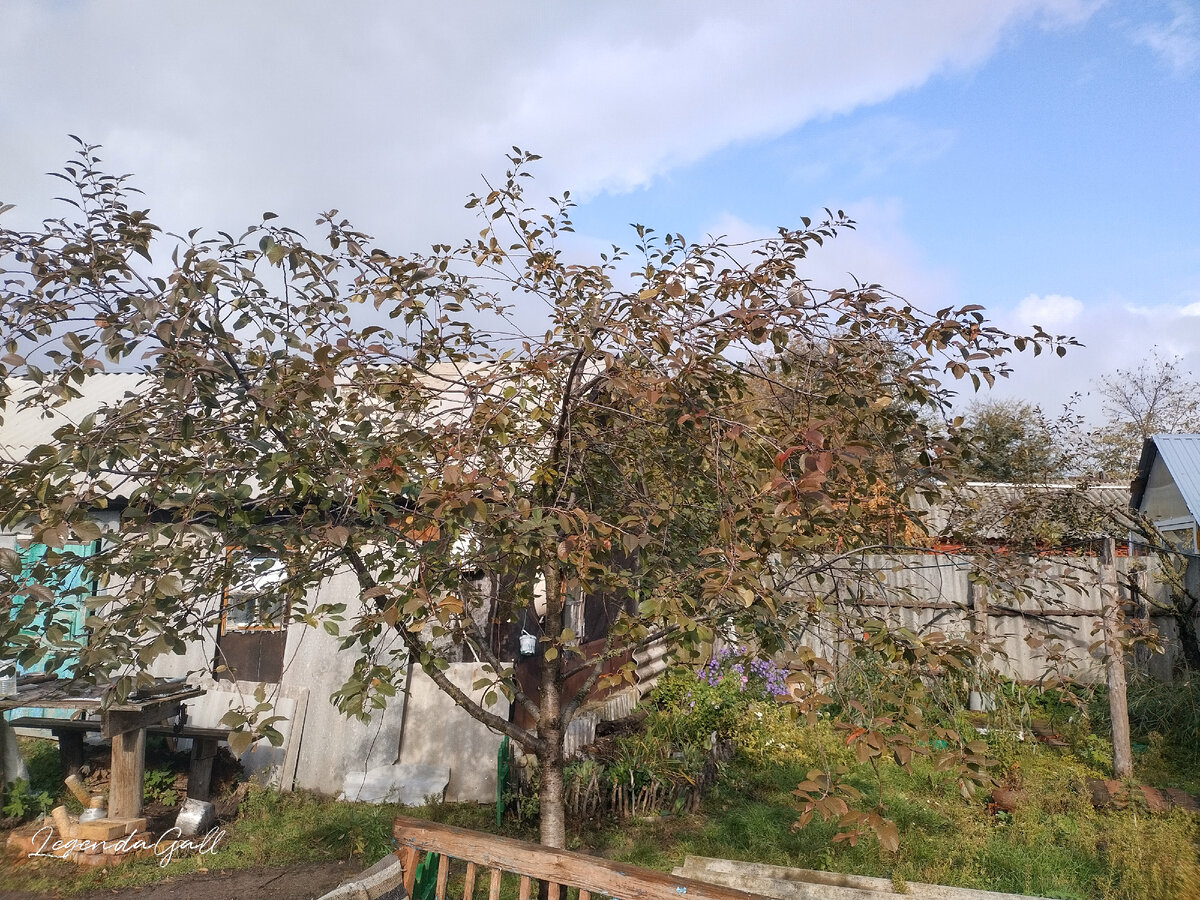 Когда-то вычитала, что правильная крона должна напоминать бокал. У меня широкий, типа для мартини )))