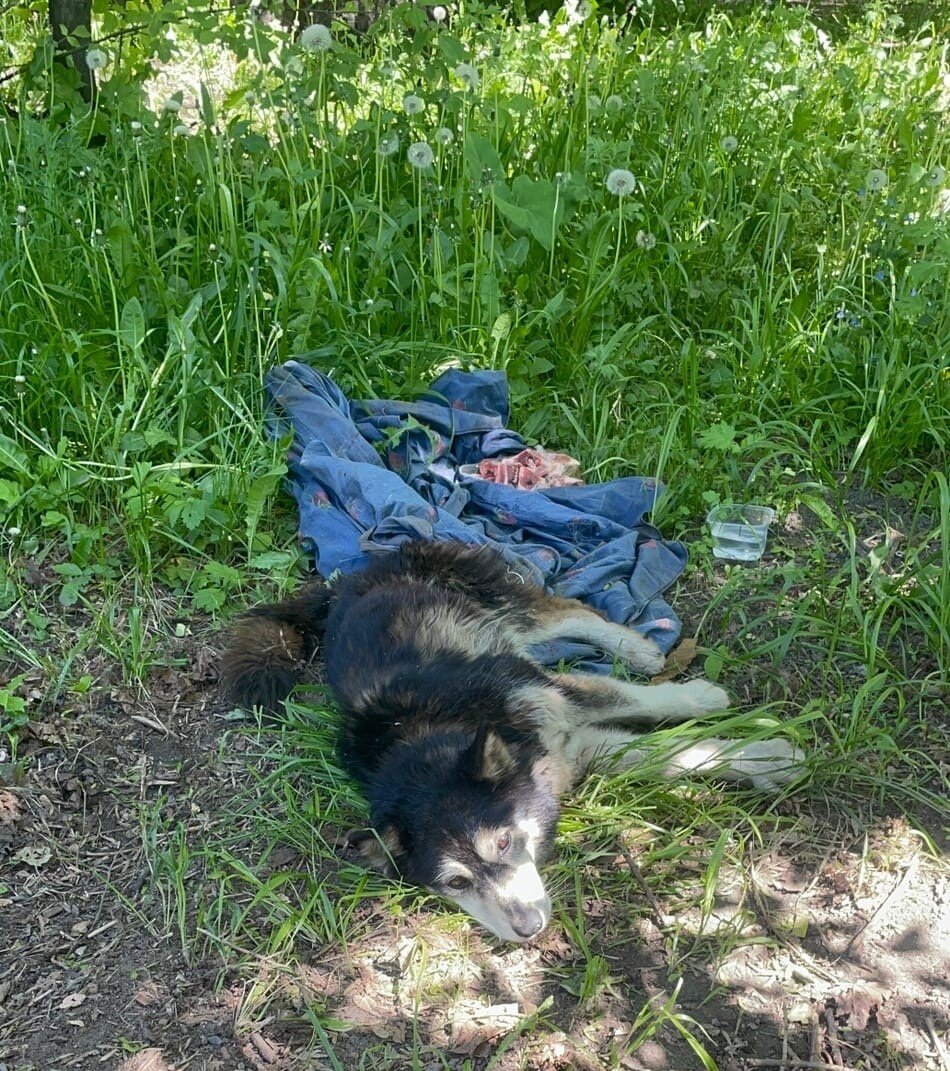 Такой её нашли