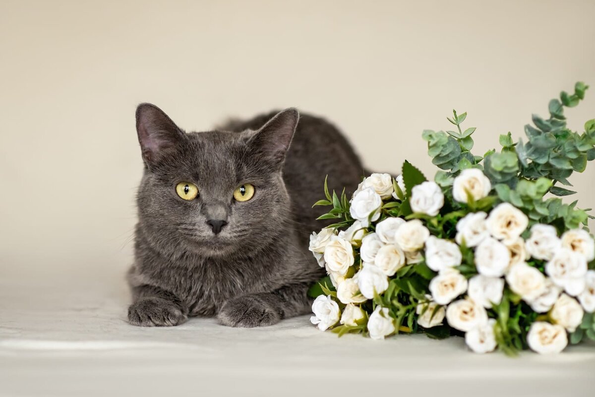 Снежинка, 1,5 года 🐱 снова 👇  ищет любящую семью!!!🙏 Москва, МО