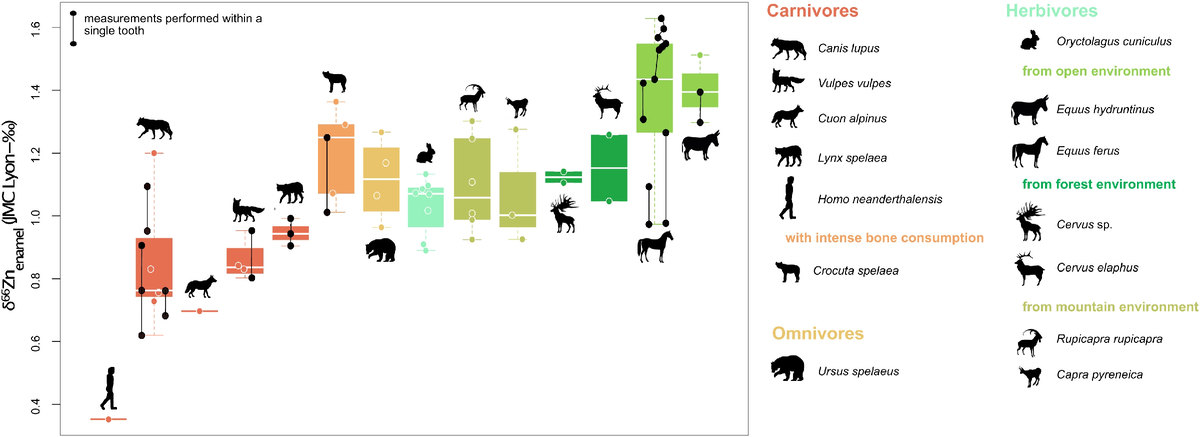 Значения δ⁶⁶Zn эмали зубов различных млекопитающих пещеры Габаса. В левом нижнем углу — неандертальский зуб.
