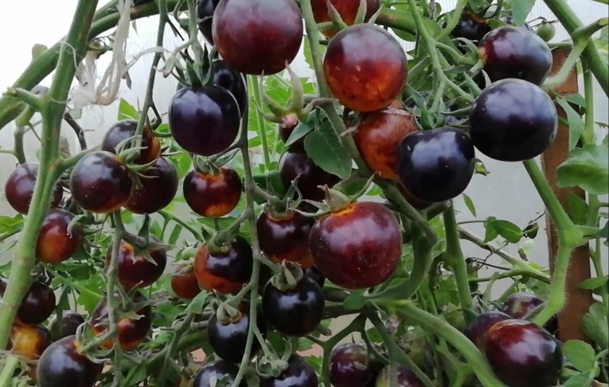 ГОЛУБОЙ ШМЕЛЬ