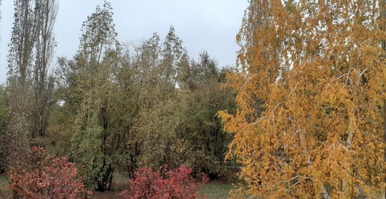    В Оренбургской области днем 27 октября прогнозируют ветер и до +6 градусов Кристина Просвиркина