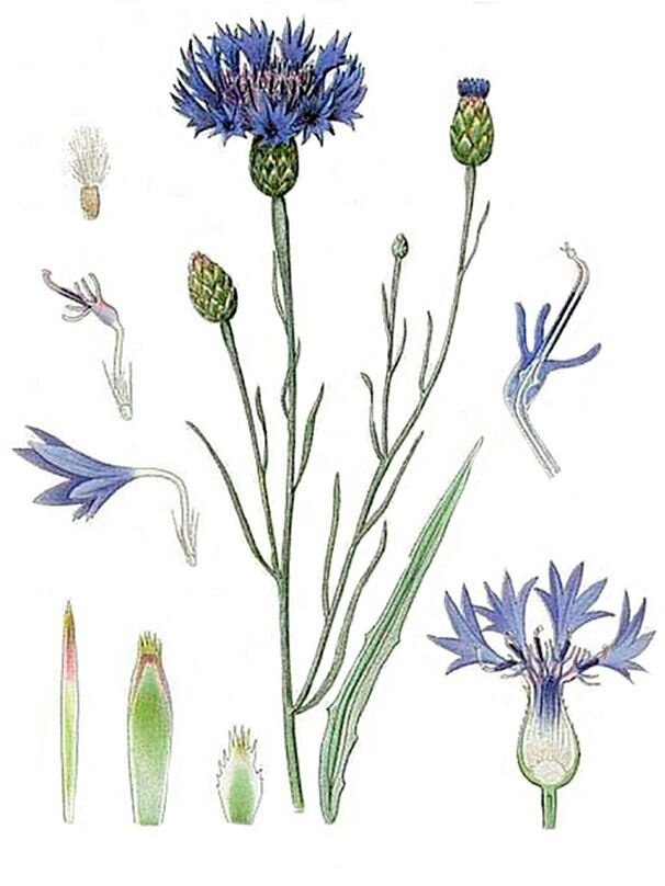 Внешний вид василька синего