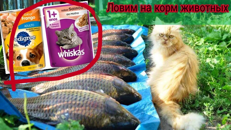 Ловим на корм животных 