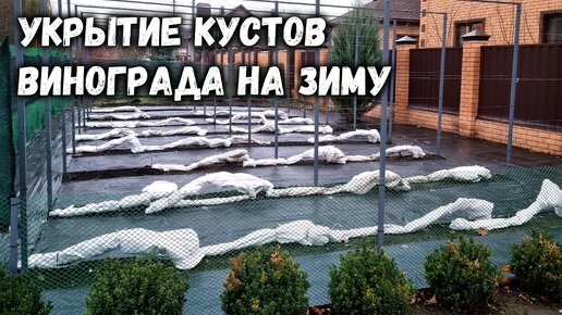 Укрытие кустов винограда на зиму