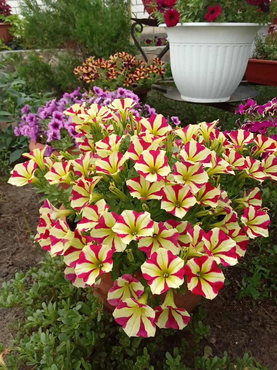 Петуния Surprise Candy Star, июль (фото автора)