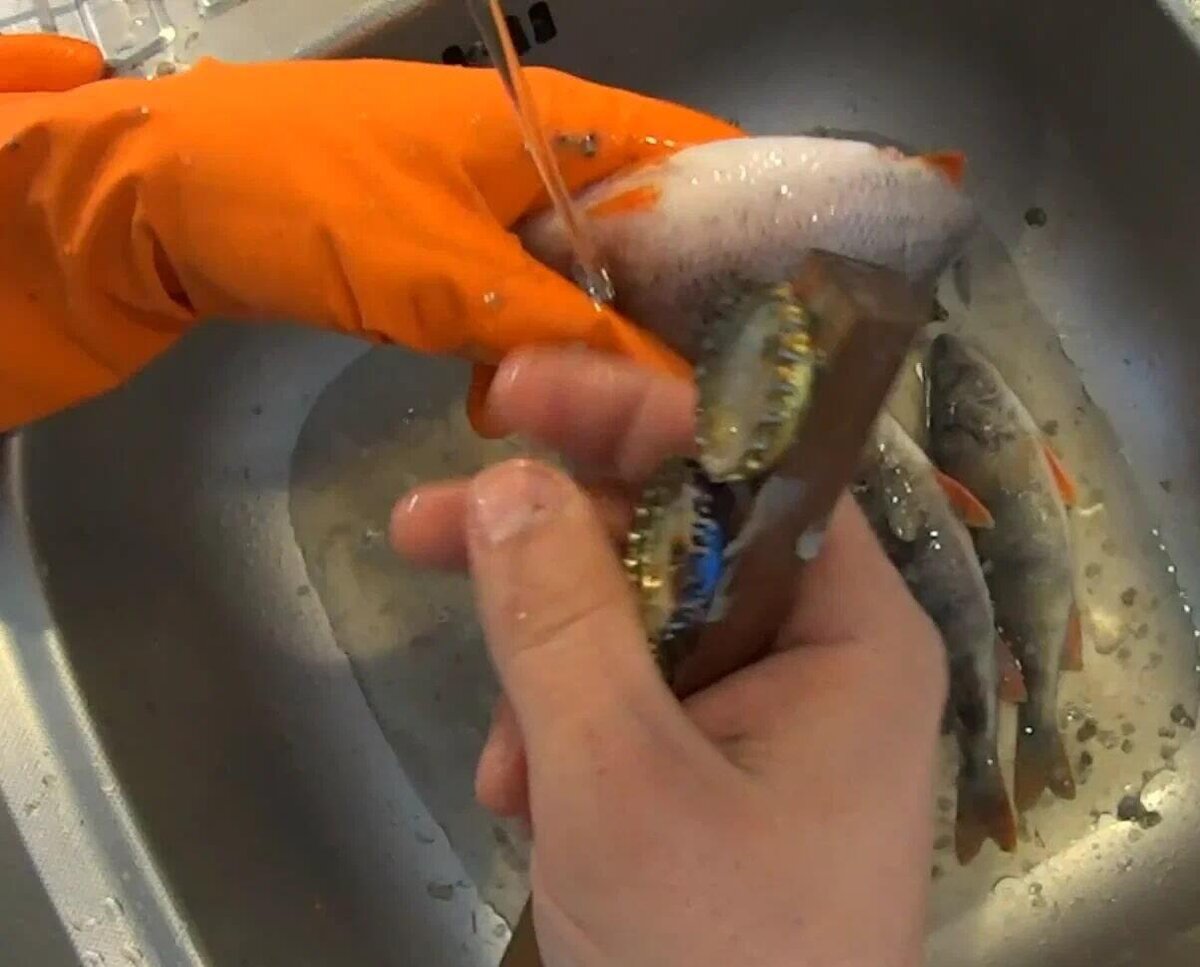 Чистка окуня. Как быстро чистить окуня видео. Чистка рыбы. Как быстро почистить окуня. Как разделать окуня на филе.