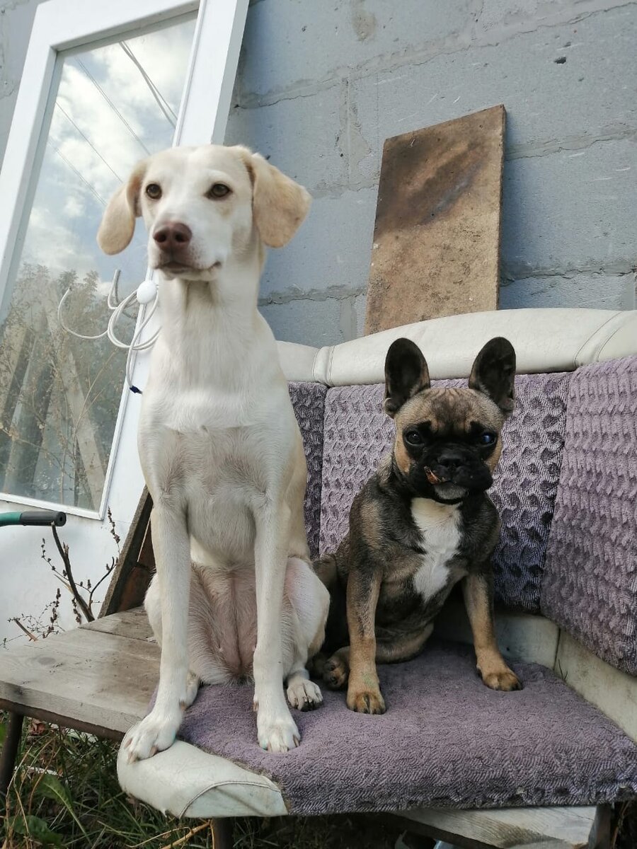 Уникальные характеристики породистых питомцев