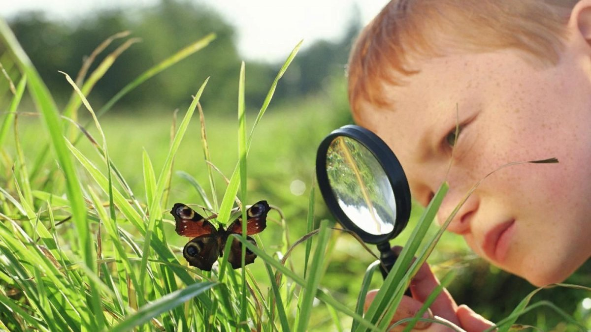 Проявить наблюдение. Дети изучают природу. Изучение природы. Ребенок наблюдает.