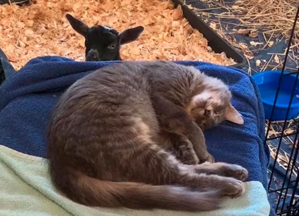 Похоже, Серому Козлику очень комфортно среди коз