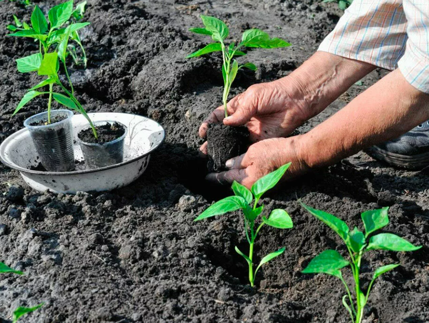 Фотография взята из источника adfarm.ru