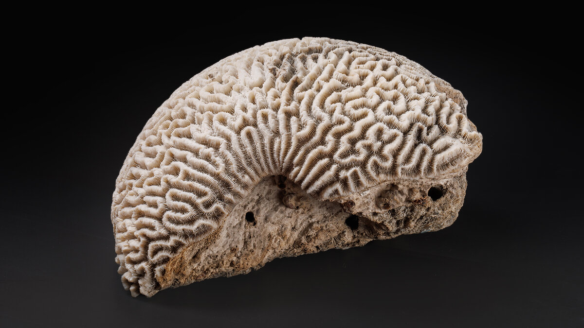 Форпост Северо-Запад/ Горный музей