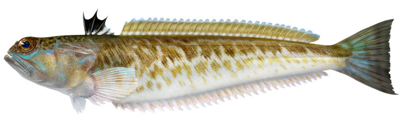 Trachinus draco