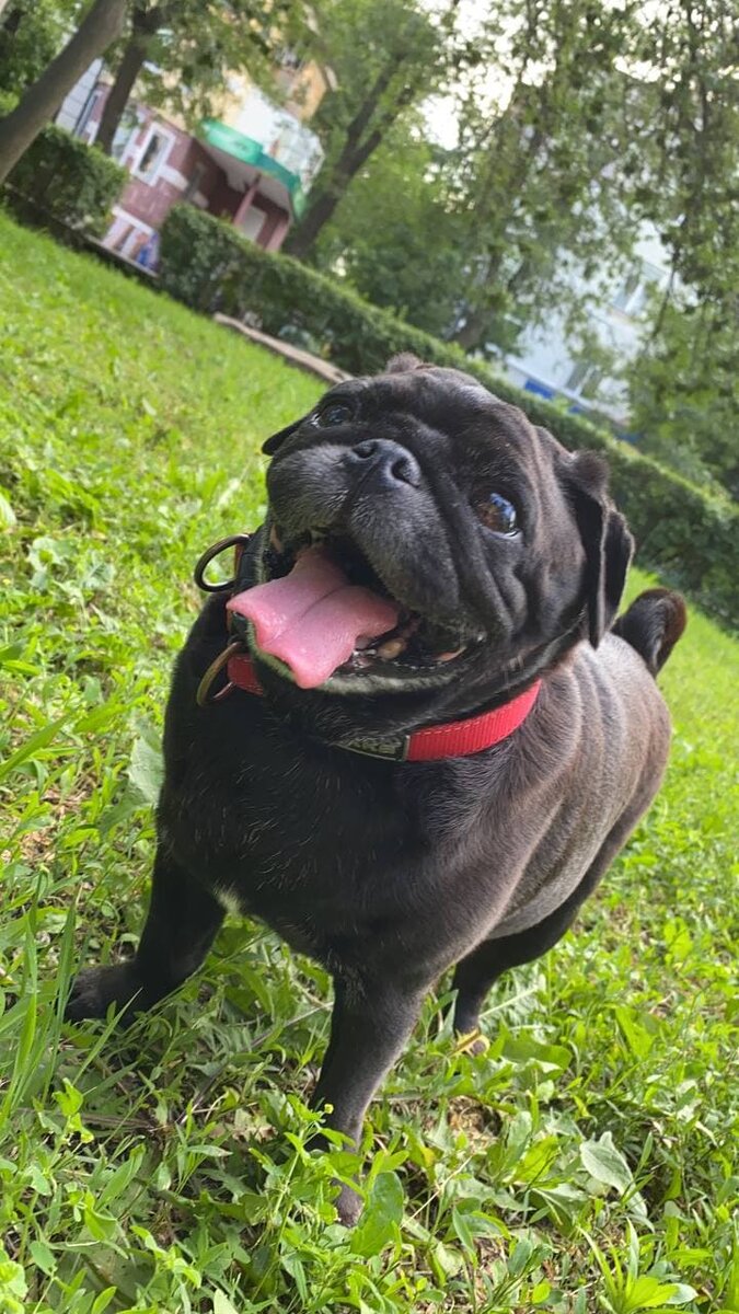 Счастливый пёс)))