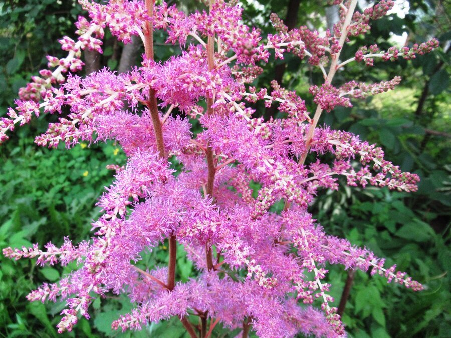 Один сорт астильбы у меня уже цветет, а другой набрал соцветия.