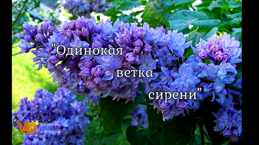 Ветка сирени лунгин. Одинокая ветка сирени текст караоке. Ветка сирени лунгин. Караоке со словами одинокая ветка сирени петь. Залкин одинокая ветка сирени ноты.