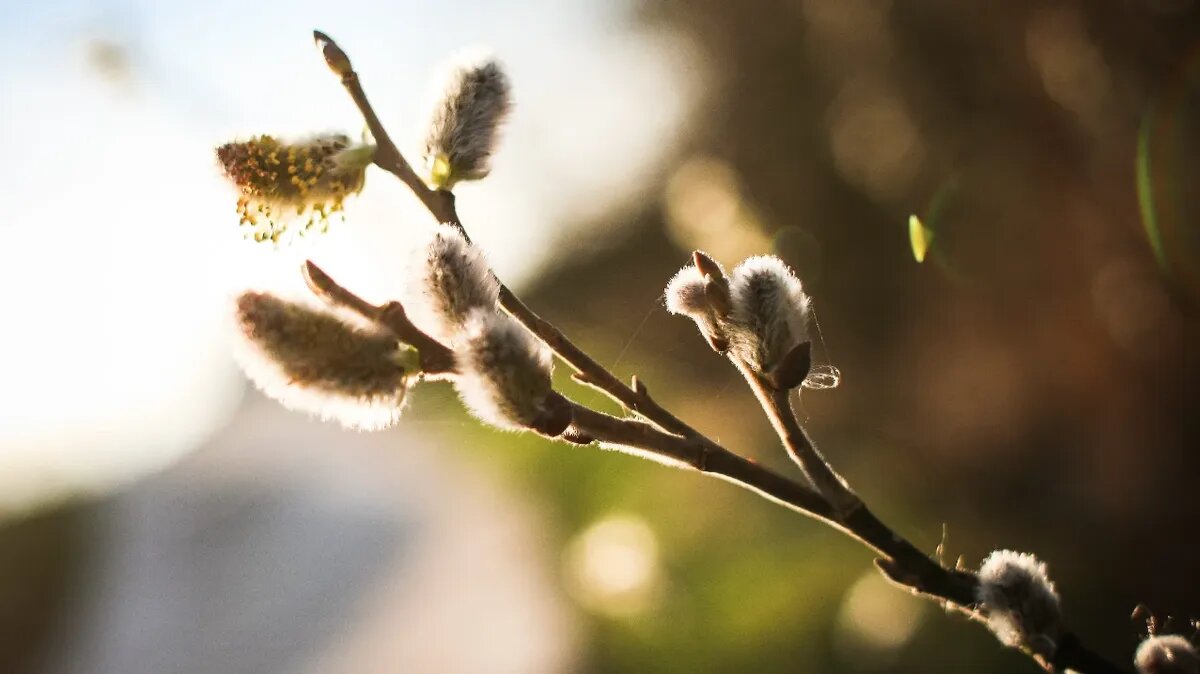 В Вербное воскресенье принято упорно молиться. Фото: Pxfuel.com 