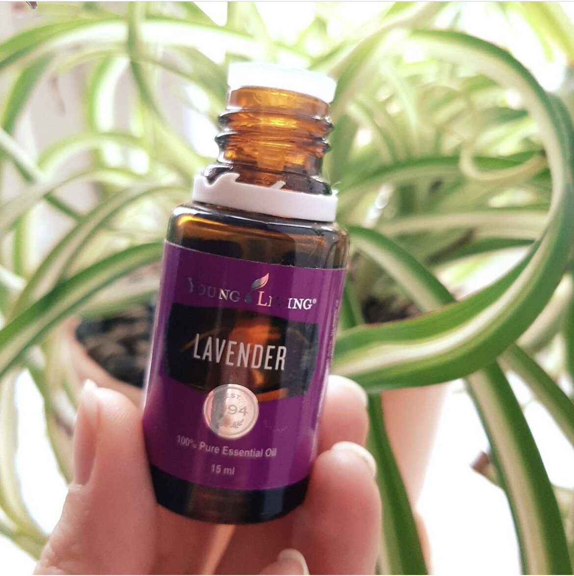 Эфирное масло Lavender от Young Living, фото автора