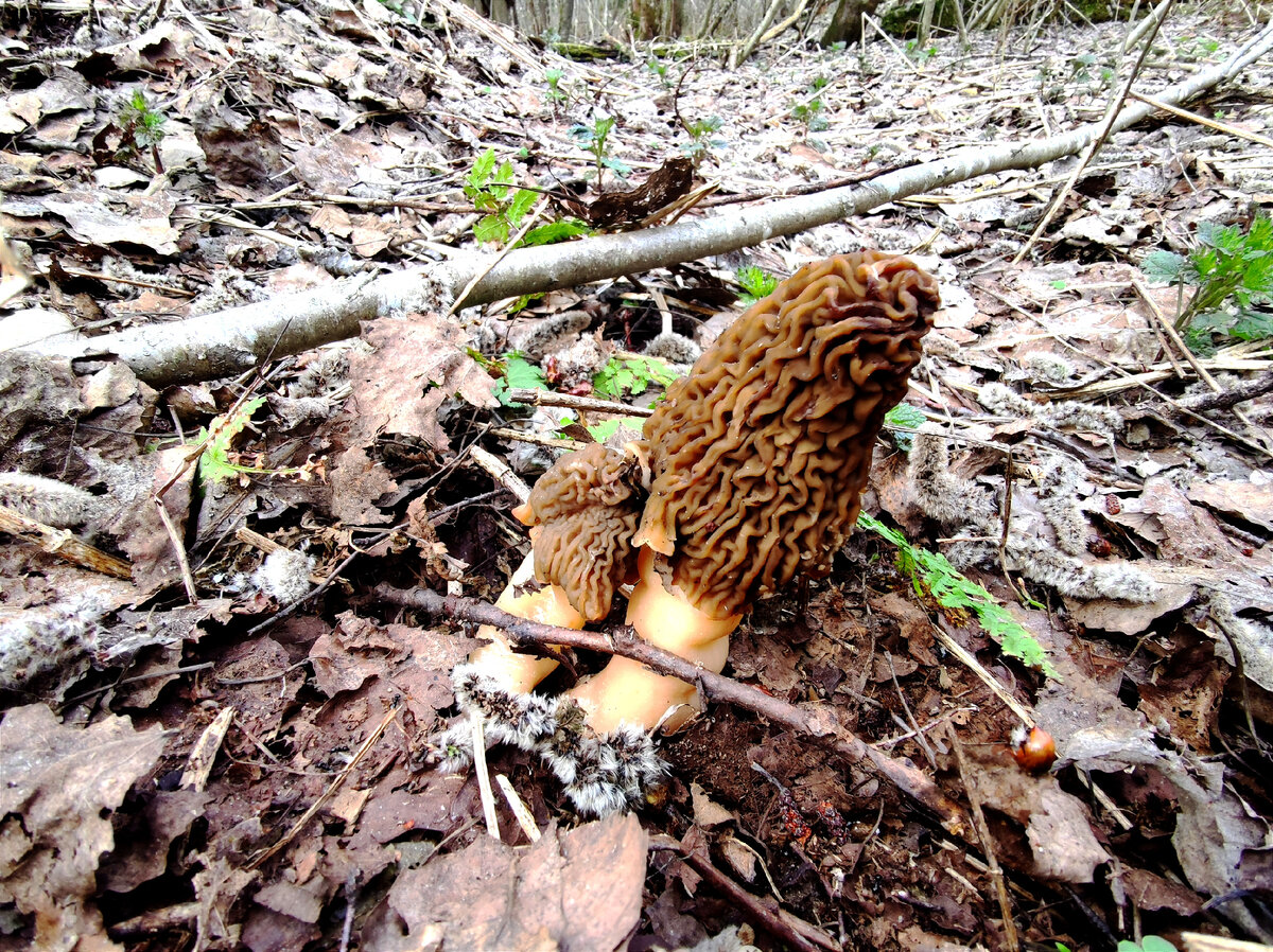 Гриб сморчок