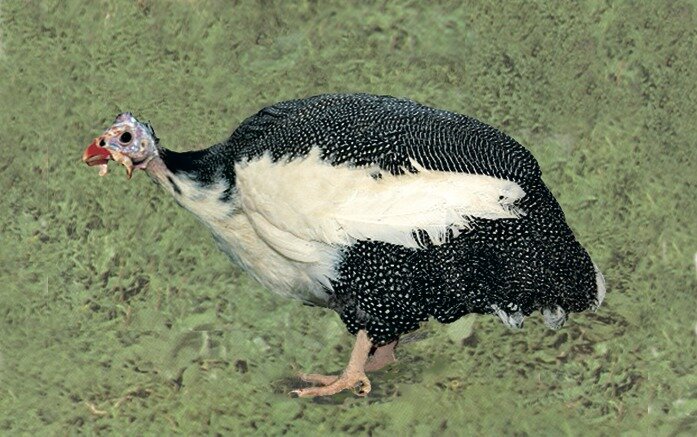 фото не моё, мои чуть поменьше