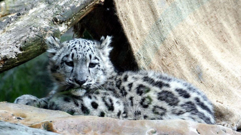     Снежный барс. СС0