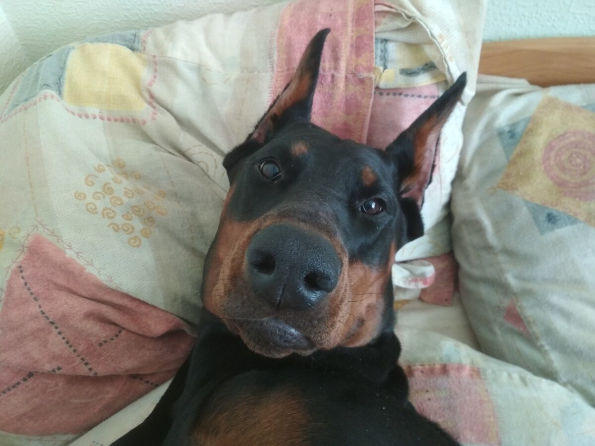 Яндекс картинки, фото с сайта uploader-photo.ru