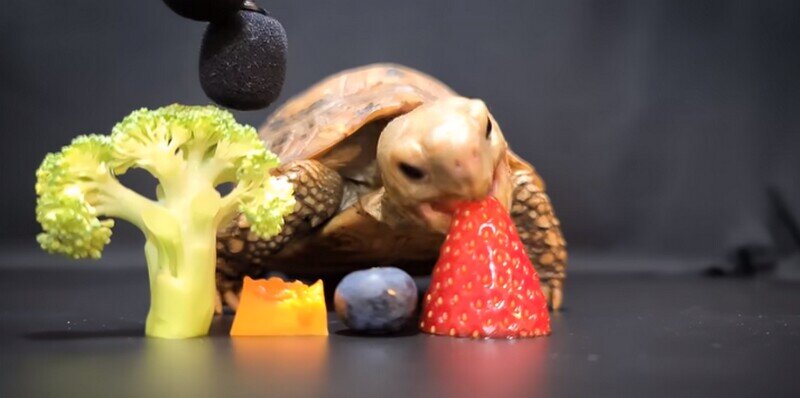    Видео, которое успокаивает пользователей: как громко ест голодная черепаха