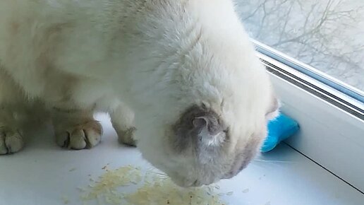 Кот Косик | Кошкам можно РИС? | Дзен