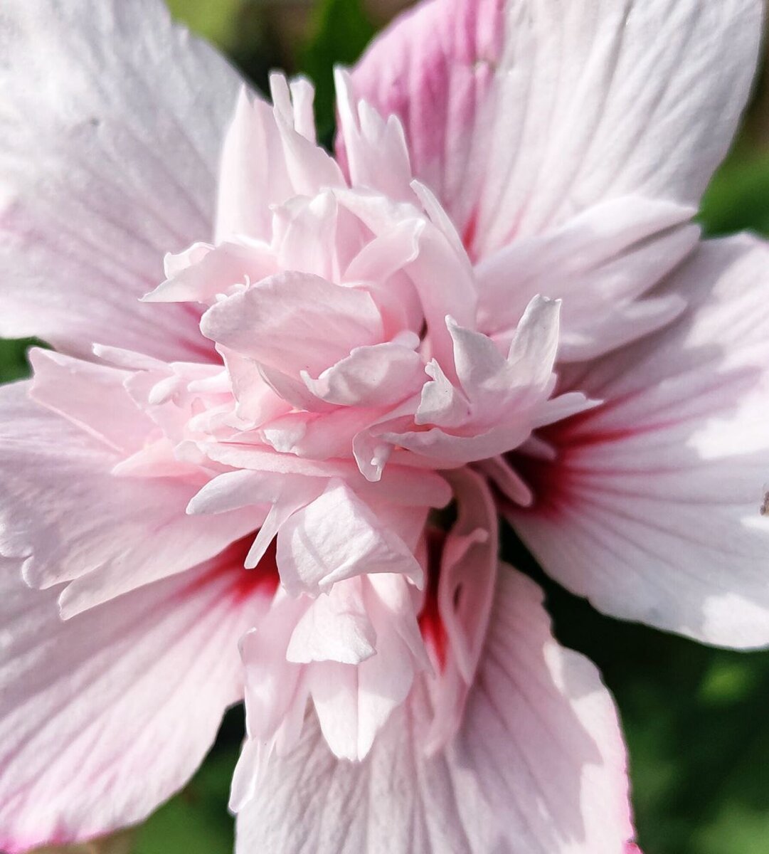 сегодня розово-розовая