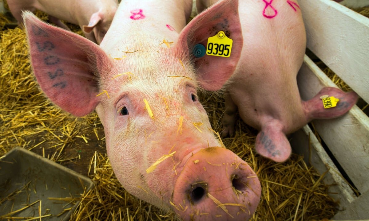 Татуировка-номер на ухе свиньи.