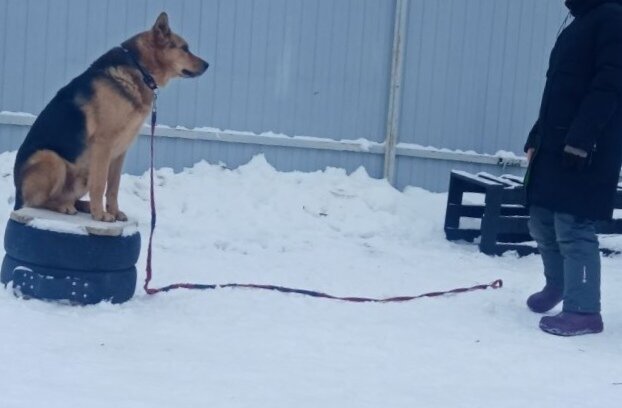 отпущенный поводок во время занятия дает гарантию безопасности 