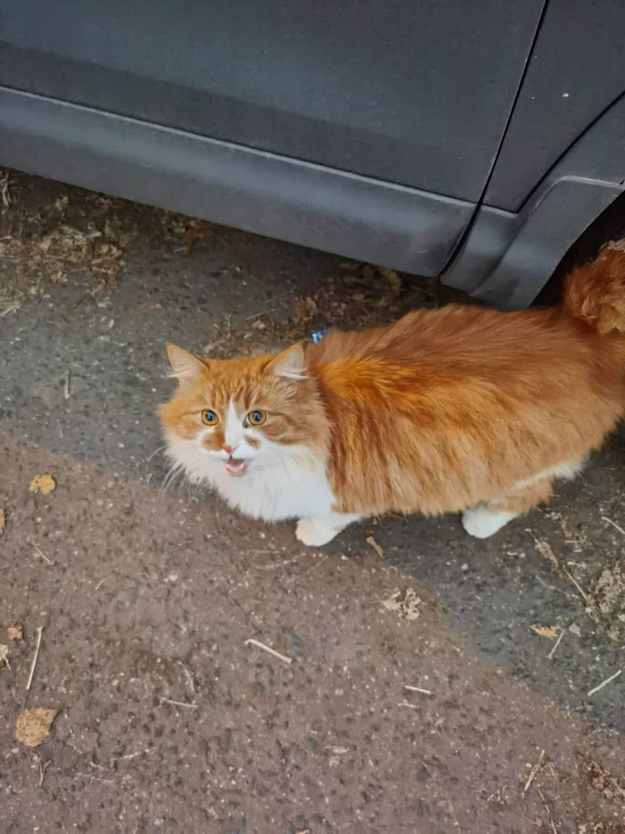 Упитанный, чистый и абсолютно ручной - все признаки домашнего хвостика. Рыжее солнышко посреди двора.