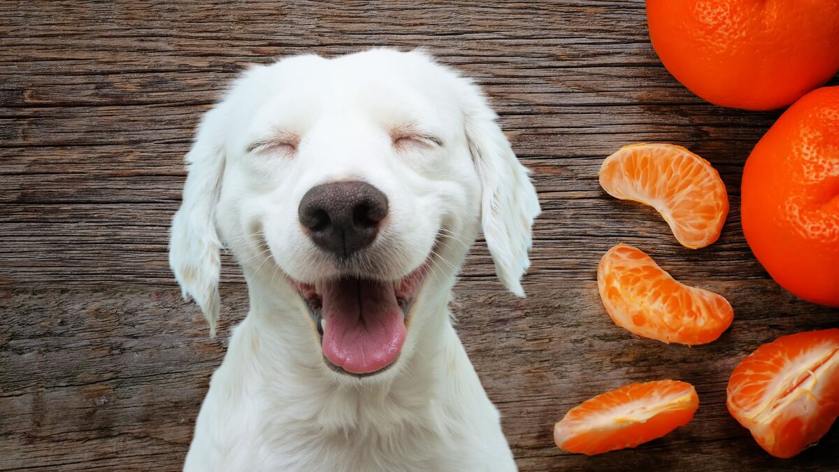Можно собакам давать мандарины